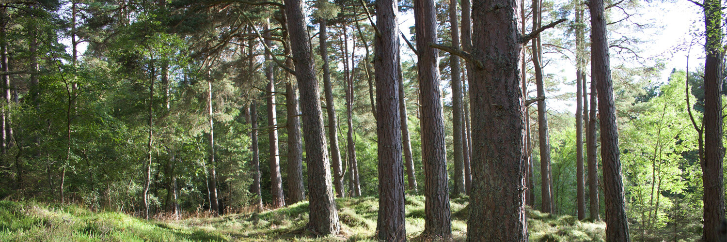 Bracken Hill Forestry